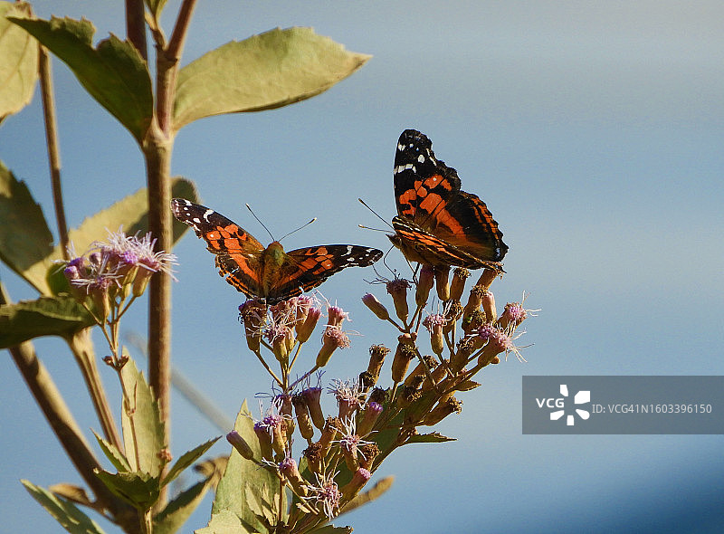蝴蝶在花上授粉的特写图片素材