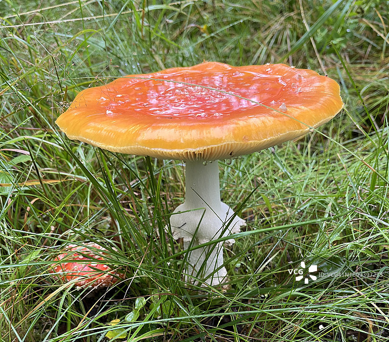 挪威田野上的毒蝇伞蘑菇特写图片素材