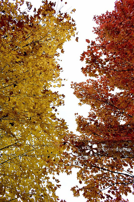 美国弗吉尼亚州格林县树木仰视角度照片图片素材