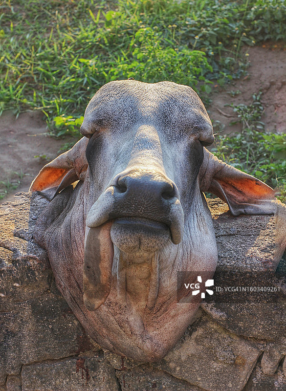水牛特写图片素材