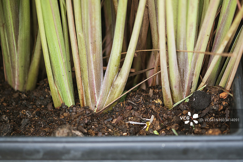 盆栽新鲜柠檬草特写图片素材