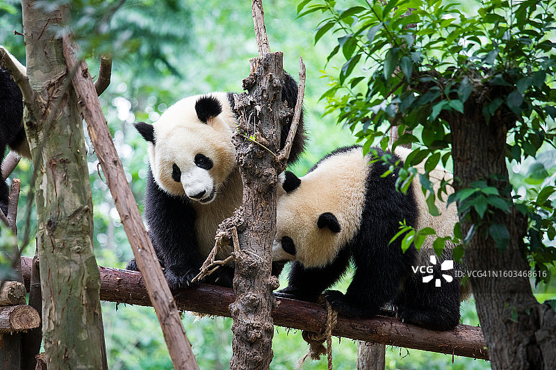 两只熊猫在树上玩耍图片素材
