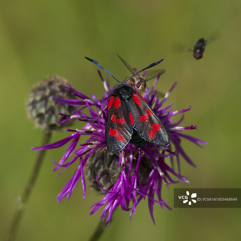 紫色花朵上的昆虫特写图片素材