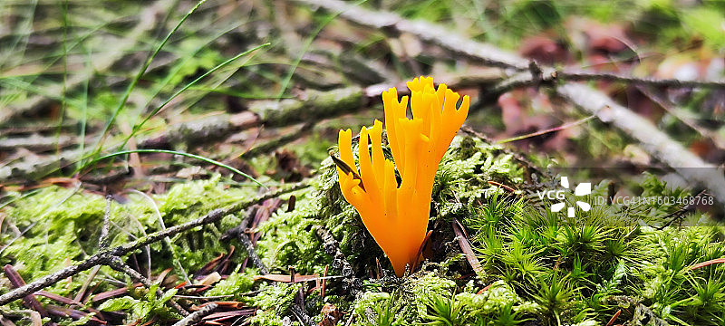 田野上黄色开花植物的特写图片素材