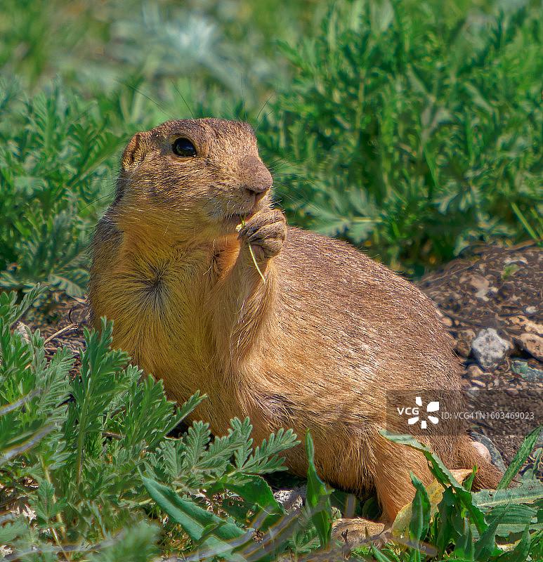 美国新墨西哥州加利纳田野中的地松鼠特写图片素材