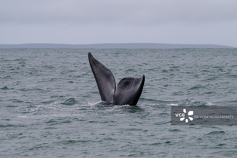 在海中游泳的座头鲸图片素材
