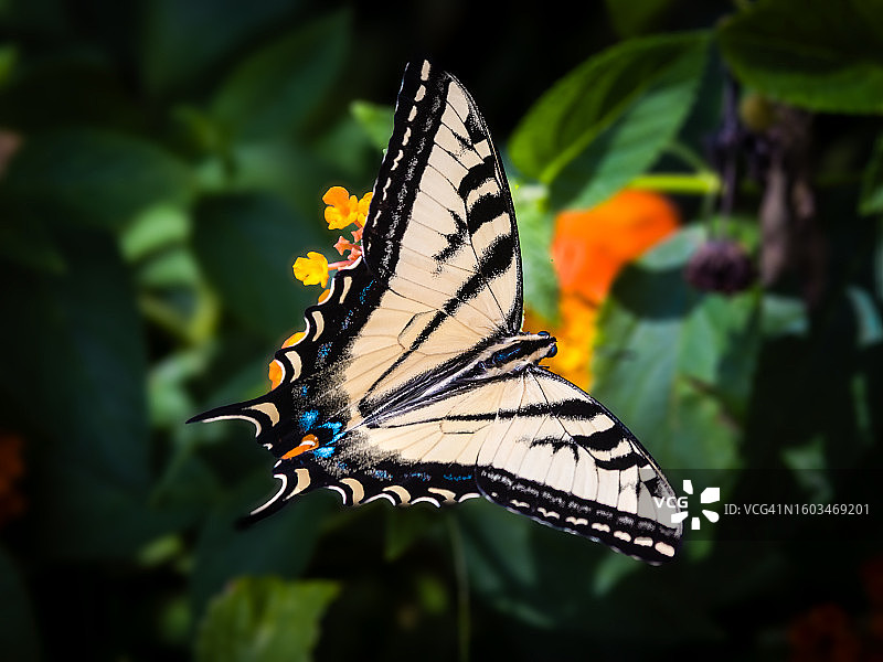 蝴蝶在花朵上采蜜特写，美国加利福尼亚州瓦伦西亚图片素材