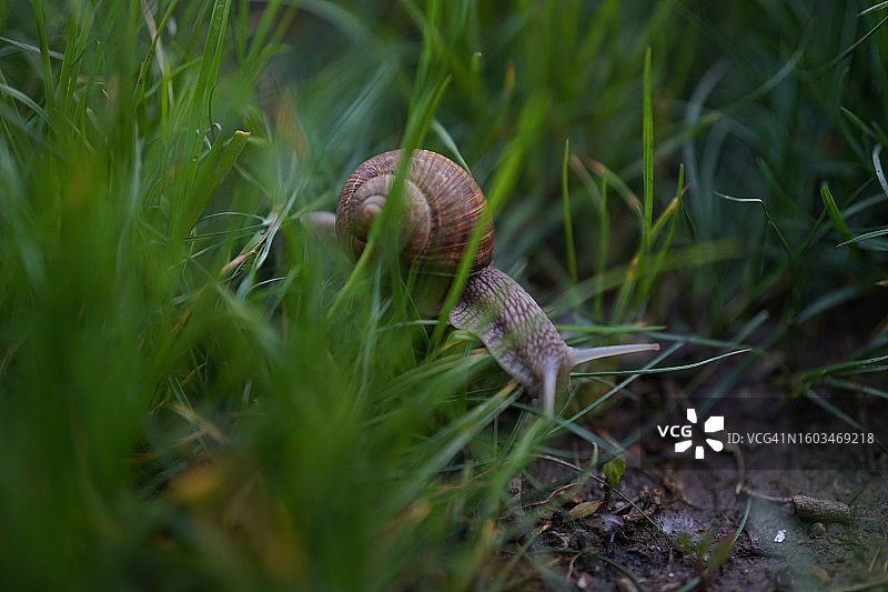 草地上的蜗牛特写图片素材