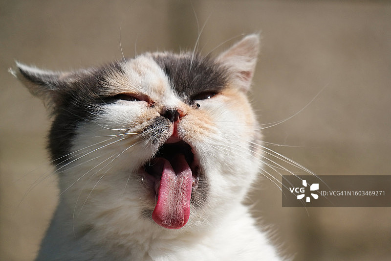 猫咪吐舌头的特写，英国卢顿图片素材