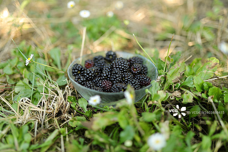 田野里碗中黑莓的特写图片素材