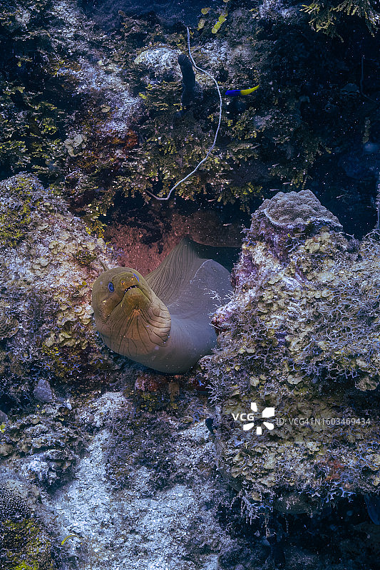 高角度拍摄：海豹在海中游泳图片素材