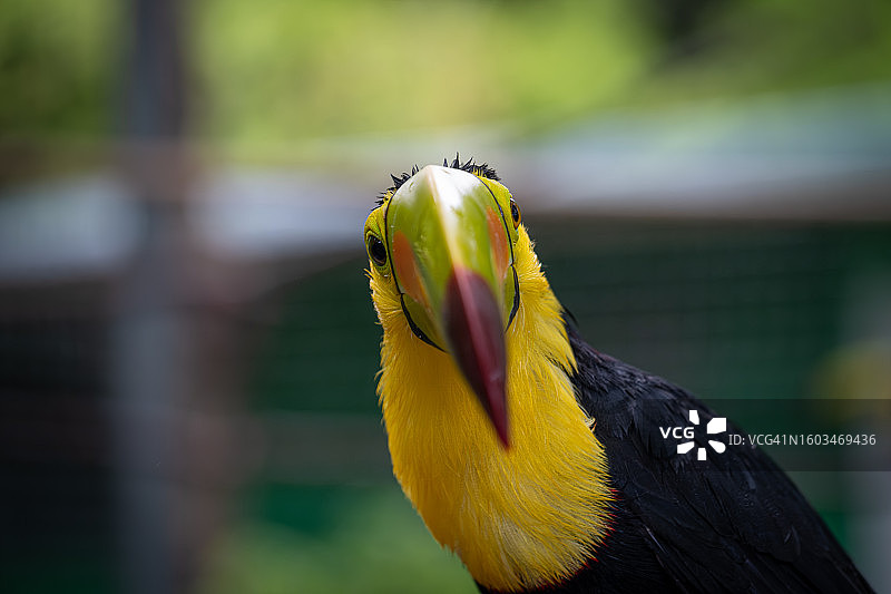 户外栖息的巨嘴鸟特写图片素材