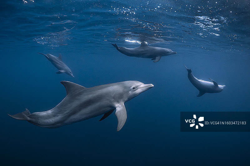 海中游泳的鱼（高角度）图片素材