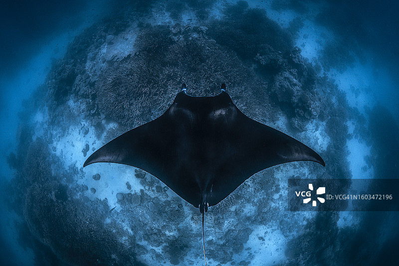 海中畅游的蝠鲼特写图片素材