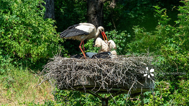 栖息在鸟巢上的鸟类特写，比利时图片素材