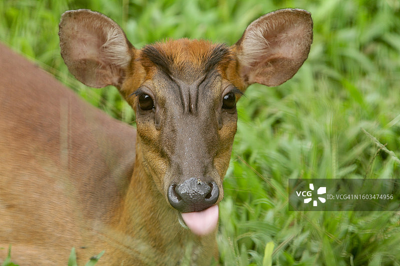田野上的白色马匹特写肖像图片素材