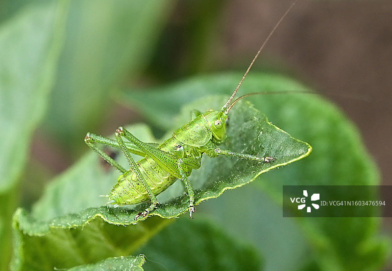 树叶上的蚱蜢特写图片素材