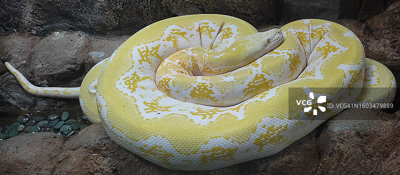 岩石上蟒蛇的俯视角度照片图片素材