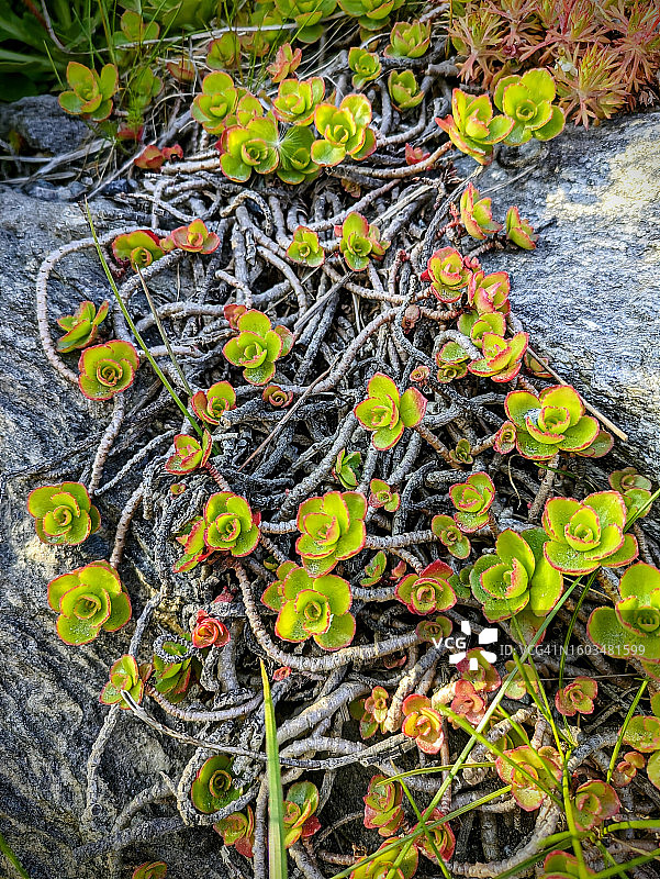 挪威田野上的黄色植物高角度视图图片素材