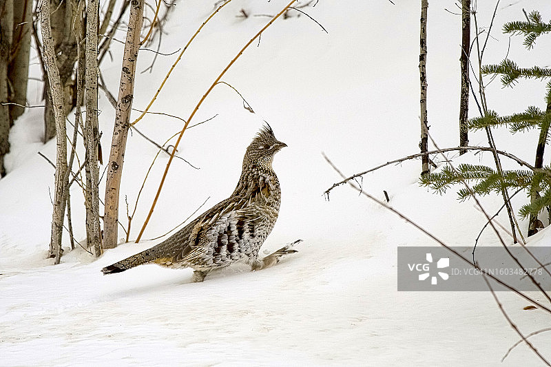 柳雷鸟侧面栖息在雪地图片素材