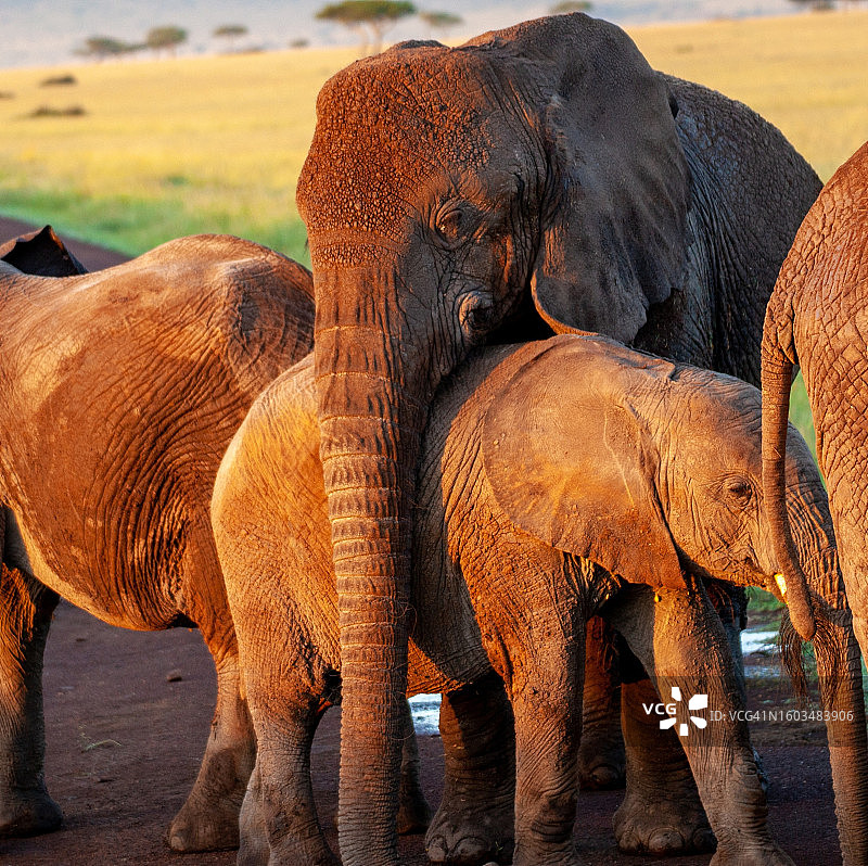 动物园里的大象图片素材