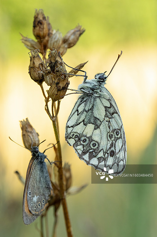植物上的蝴蝶特写图片素材