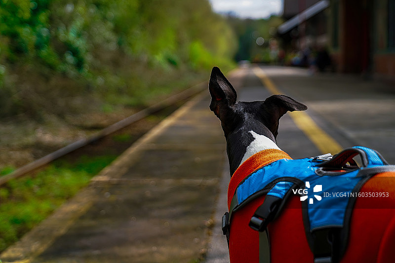 铁路轨道上的狗的特写图片素材