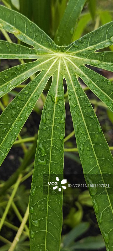 潮湿植物叶子的特写图片素材