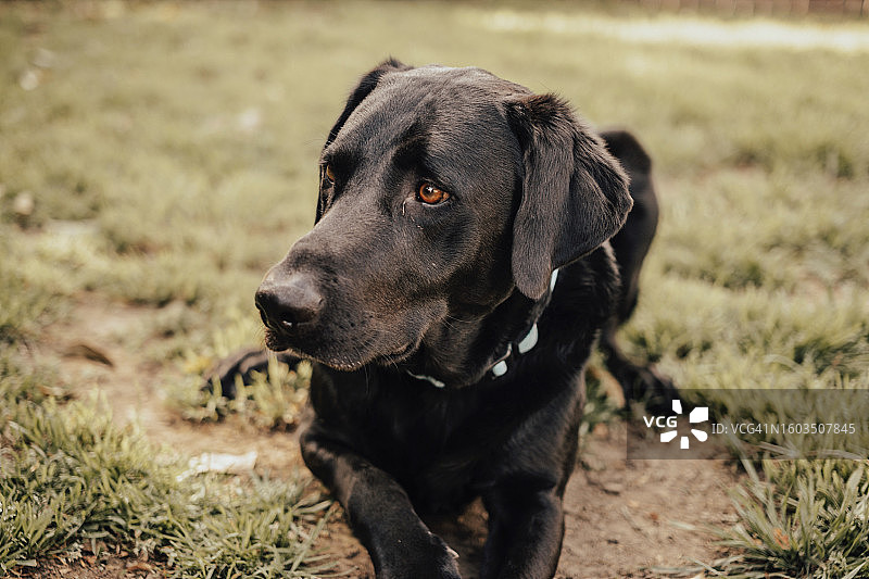 拉布拉多寻回犬在田野上的特写镜头图片素材