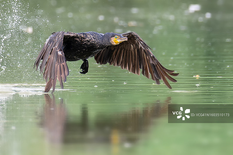 飞越湖面的鸬鹚特写图片素材