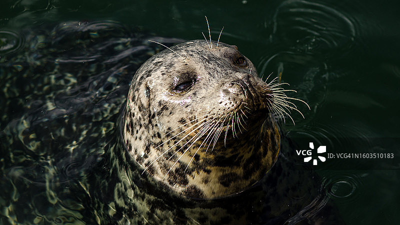海豹在海中游泳的特写图片素材
