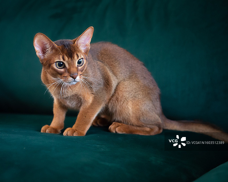 美国华盛顿州西雅图：坐在地板上的猫的肖像图片素材