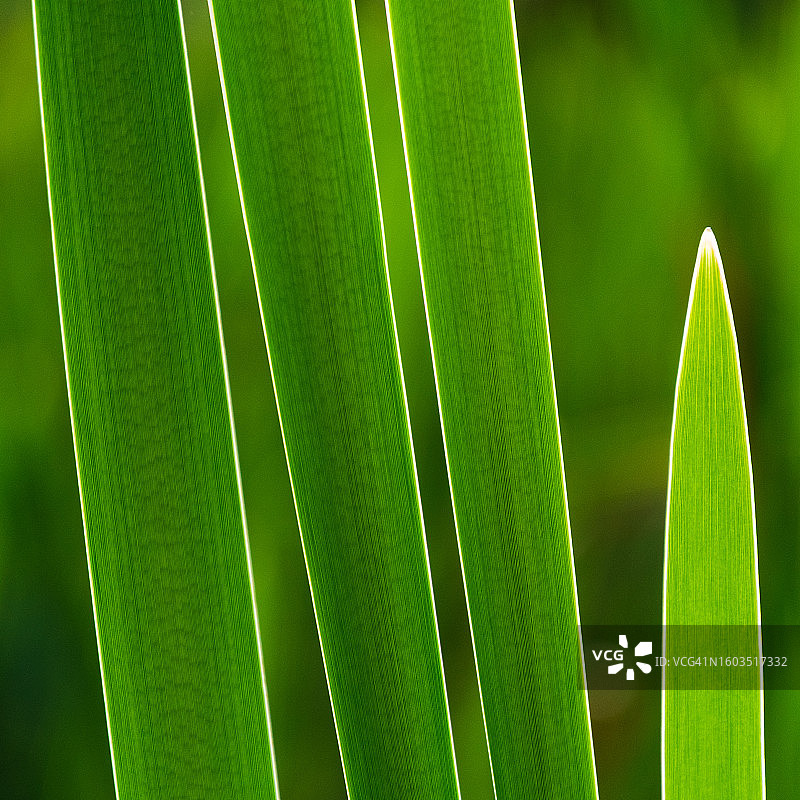 绿叶特写图片素材