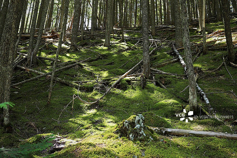 森林中生长的树木，美国蒙大拿州西冰川国家公园图片素材