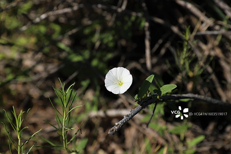 田野上的白色开花植物特写，美国南达科他州图片素材