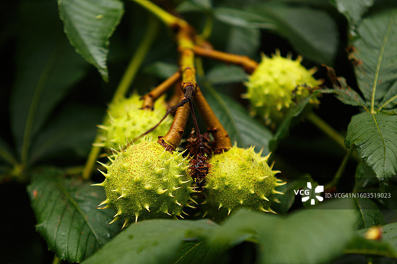 植物上生长的水果特写图片素材