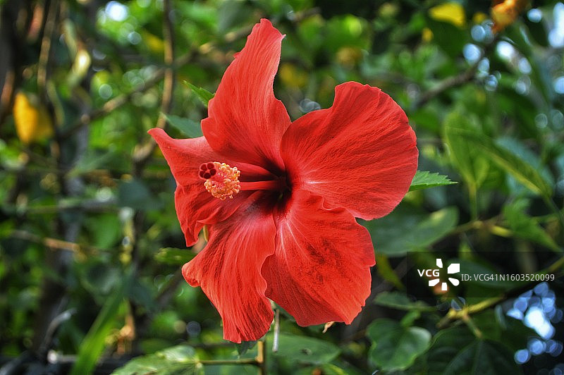 红色木槿花特写图片素材