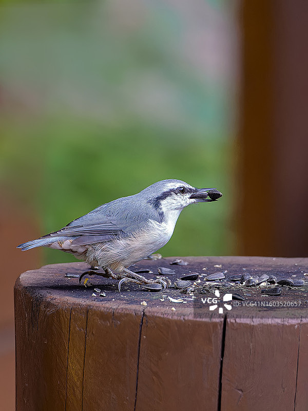 特写：攀雀栖息在木头上图片素材