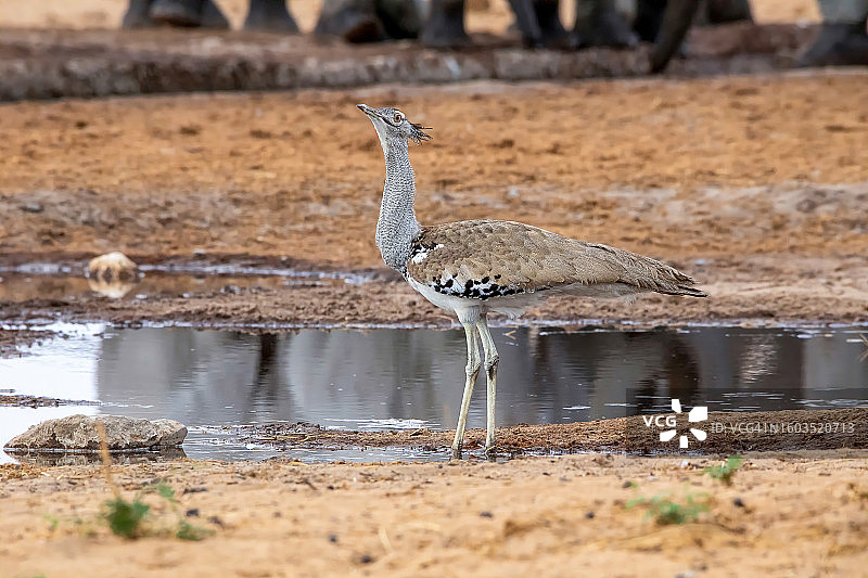柯利鸨栖息在纳米比亚湖岸边的侧视图图片素材