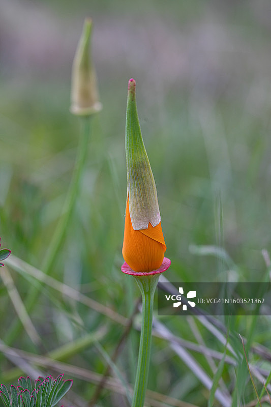 加利福尼亚州吉尔罗伊的红色花朵特写图片素材