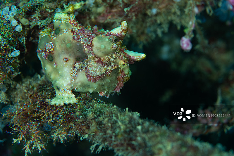 珊瑚在海中的特写图片素材