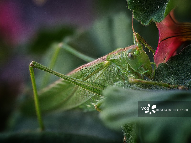蚱蜢在植物上的特写图片素材