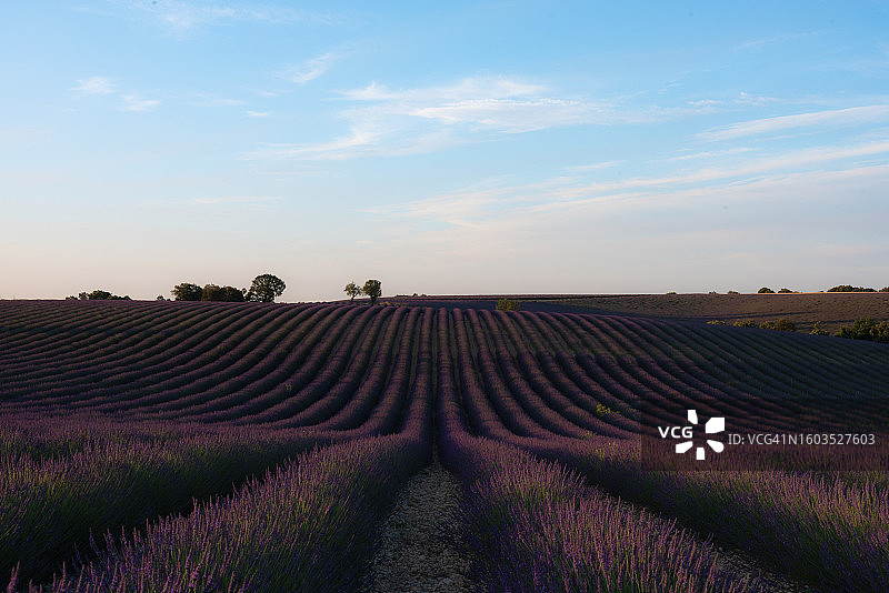 薰衣草田园风光图片素材