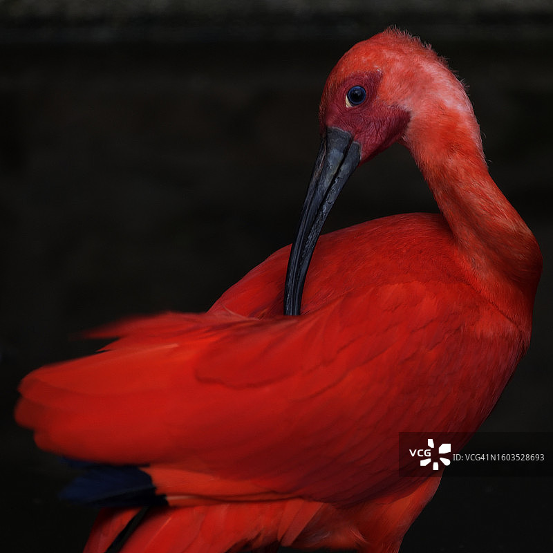 朱鹭特写镜头图片素材