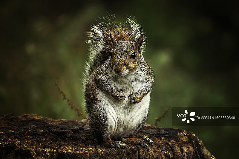 树干上的美洲红灰松鼠特写图片素材