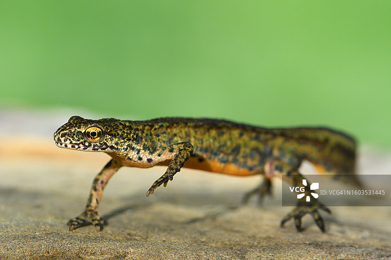 蜥蜴在岩石上的特写图片素材