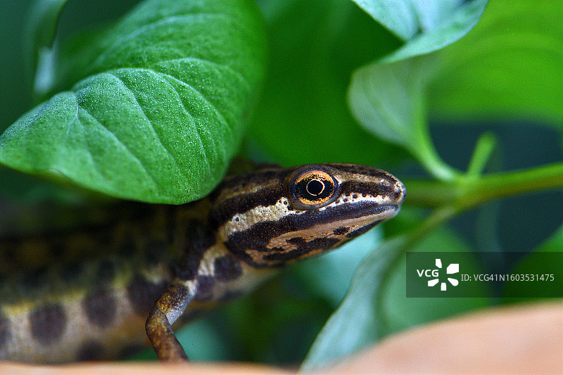 树叶上的青蛙特写图片素材