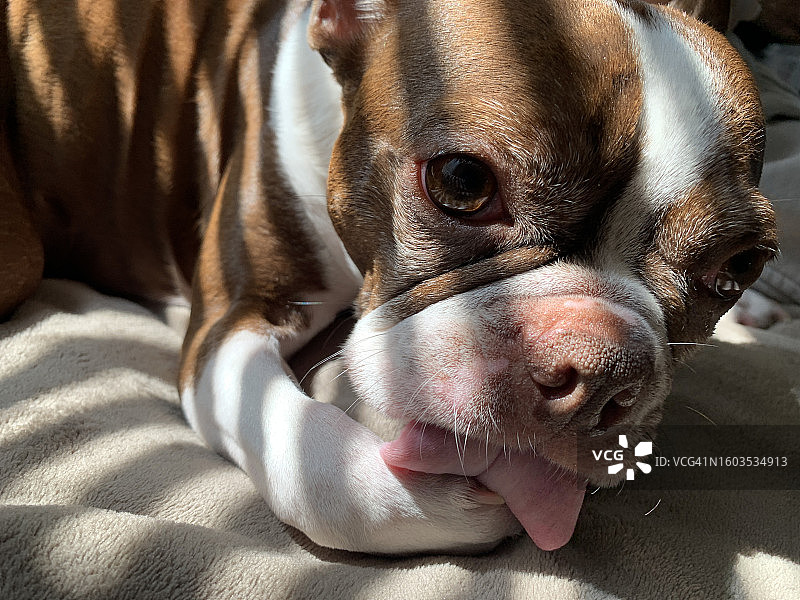 波士顿梗在床上放松身心特写，加拿大不列颠哥伦比亚省兰里图片素材