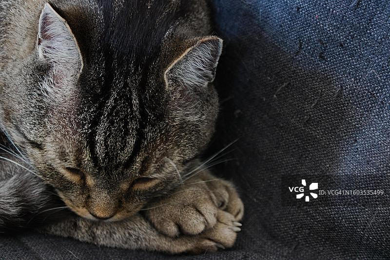 猫咪在沙发上睡觉的特写图片素材
