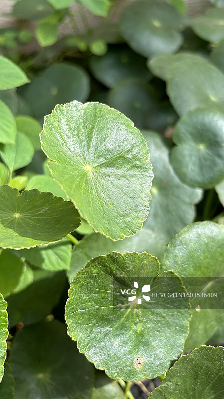 湿润的植物叶子特写，印度泰米尔纳德邦塞勒姆图片素材